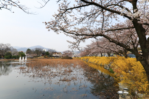 [김천여행] 흩날리는 벚꽃 잎에 취해보아요! 